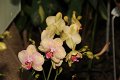 Phalaenopsis   074